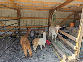 Our alpaca herd at Infinity Farm