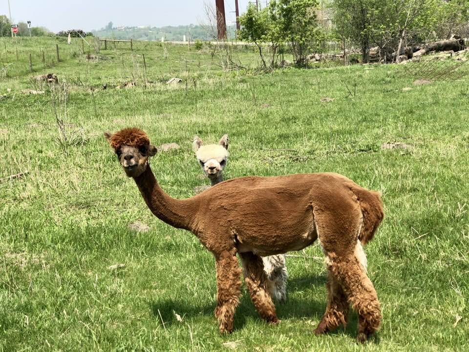 Julia, an alpaca at Infinity Farm