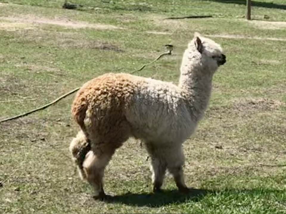S’more, an alpaca at Infinity Farm